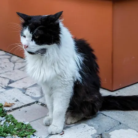 Il 9 Szálloda Camaiore